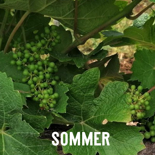 Unreife Chardonnay-Trauben bei Weingut Heußler.