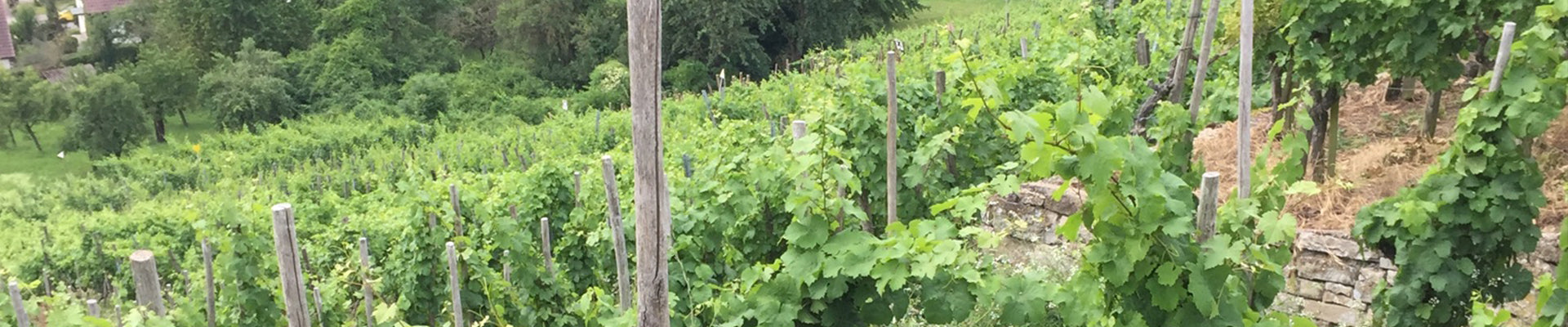 Biodynamisch bewirtschaftete Weinterrassen.