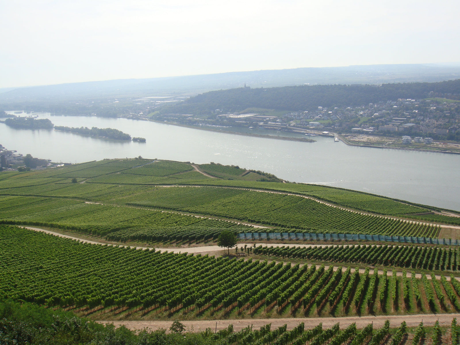 Ein Blick auf einen Fluß mit Weinbergen in Vordergrund.