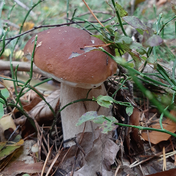 Ein Steinpilz (porcini) im Unterholz.