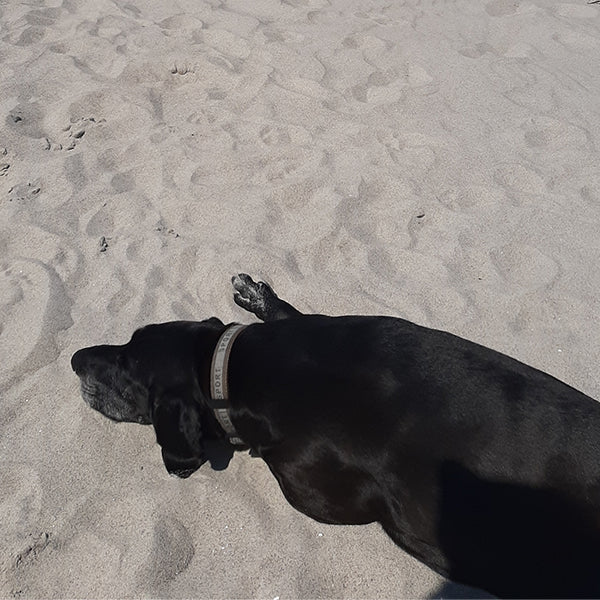 Ein schwarzer Hund am Ostsee-Strand.