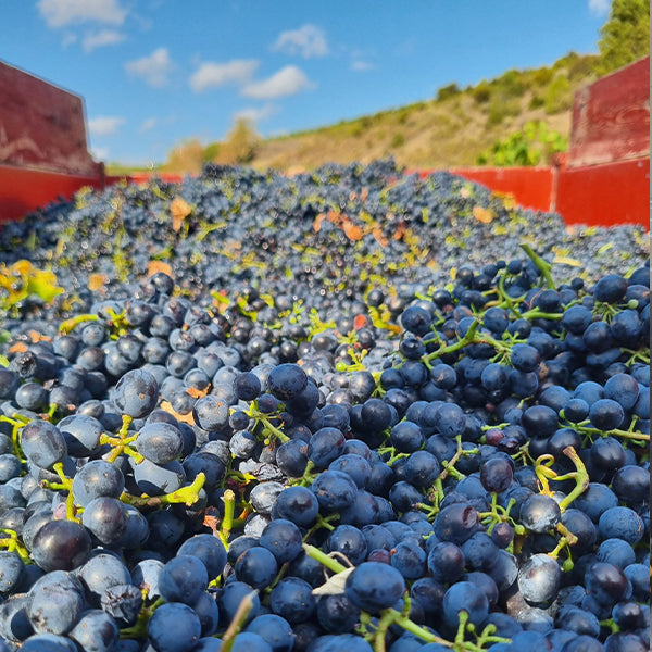 A harvestload of Grenache noir grapes under blue skies in the Roussillon.Roussillon