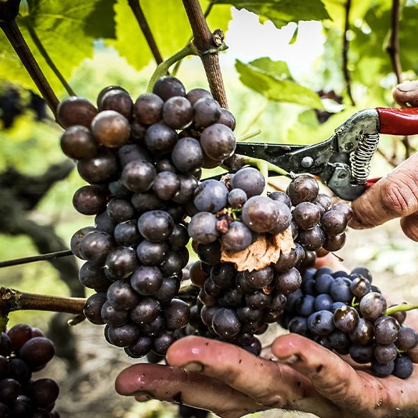 Pinot Noir grapes in the Kaiserstuhl.